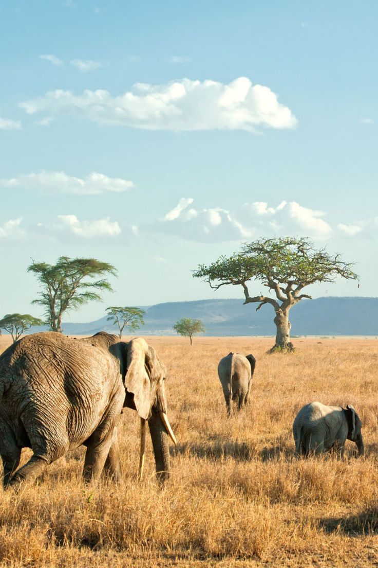 Serengeti