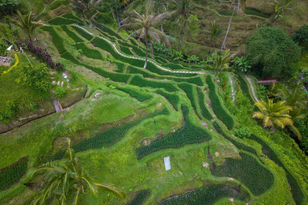 Bali