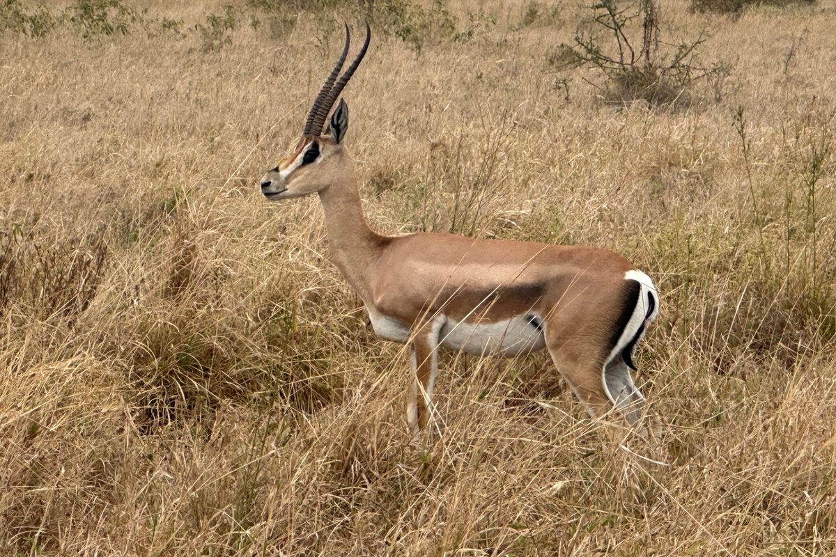 Nyerere (Selous)